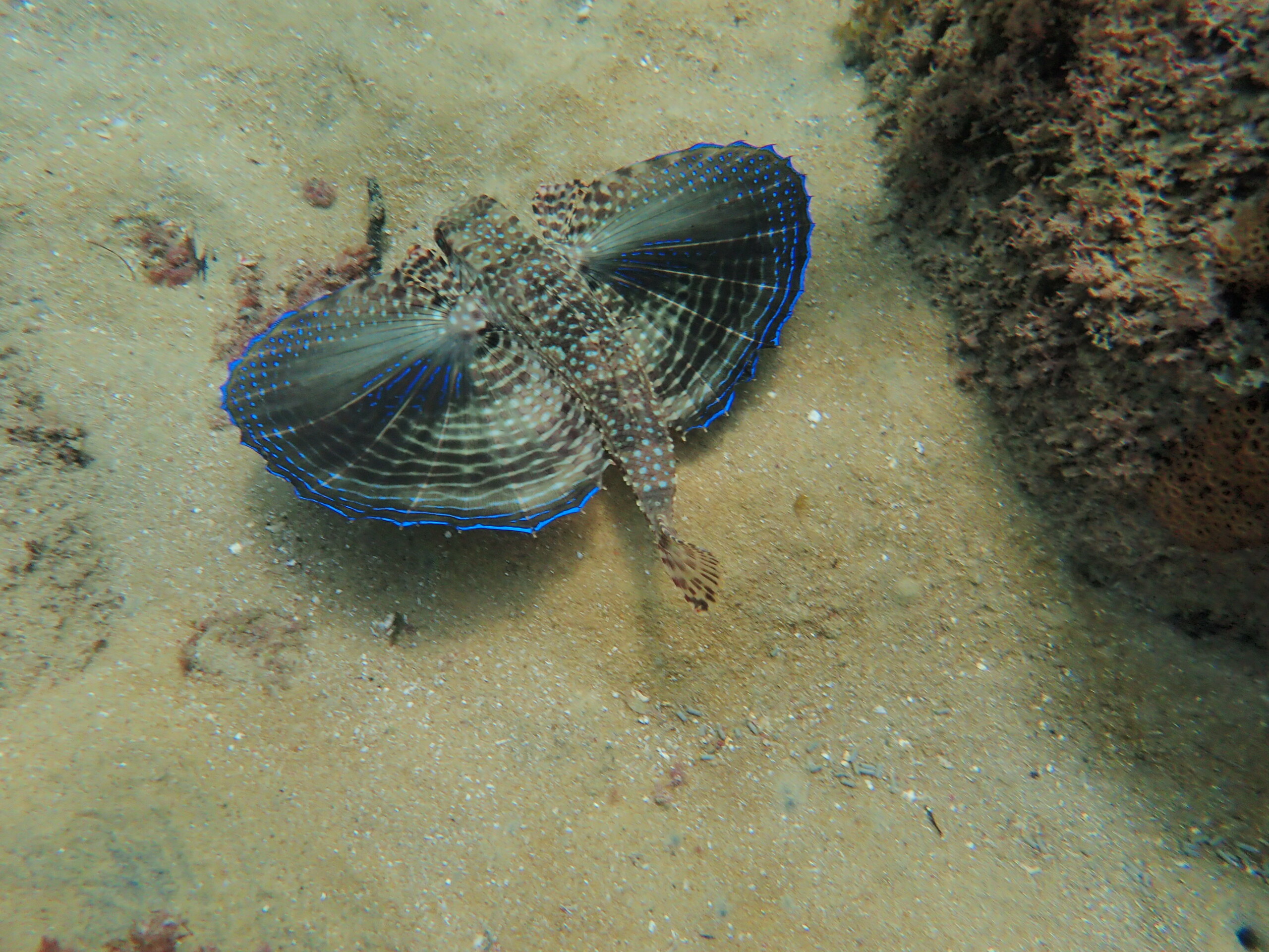 Flying Gurnard